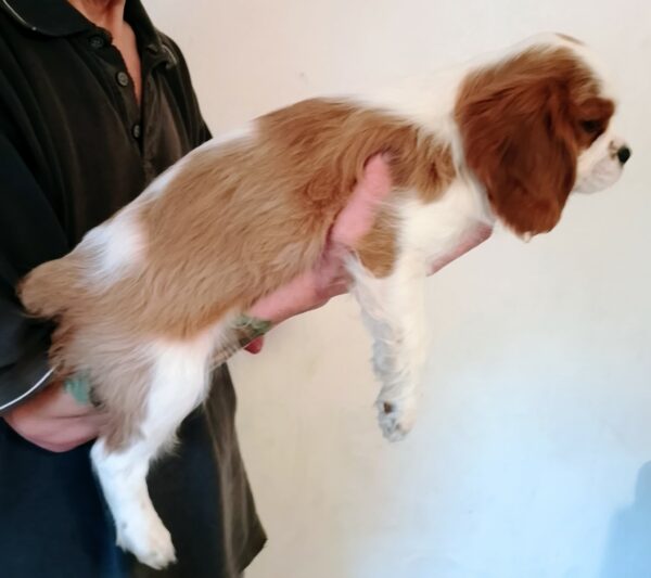 Falco Cavalier King Charles Spaniel Falco Cavalier King Charles Spaniel