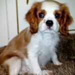 Falco-male-CKC-puppy-for-sale- (4)