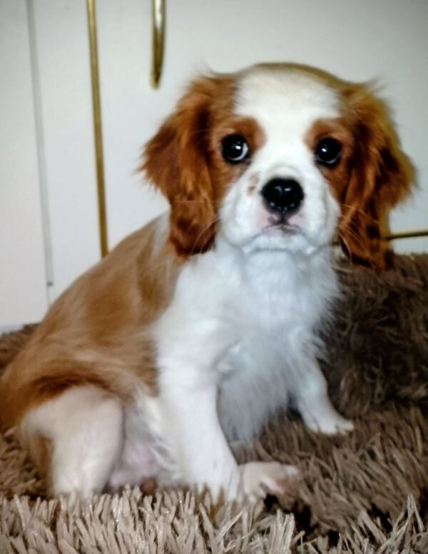 Falco Cavalier King Charles Spaniel Falco Cavalier King Charles Spaniel