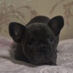 Felicita-female-frenc-bulldog-puppy-for-sale-1 (1)