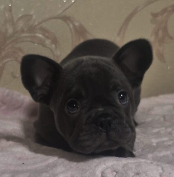 Felicita French Bulldog Felicita French Bulldog