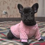 Felicita-female-frenc-bulldog-puppy-for-sale-1 (2)