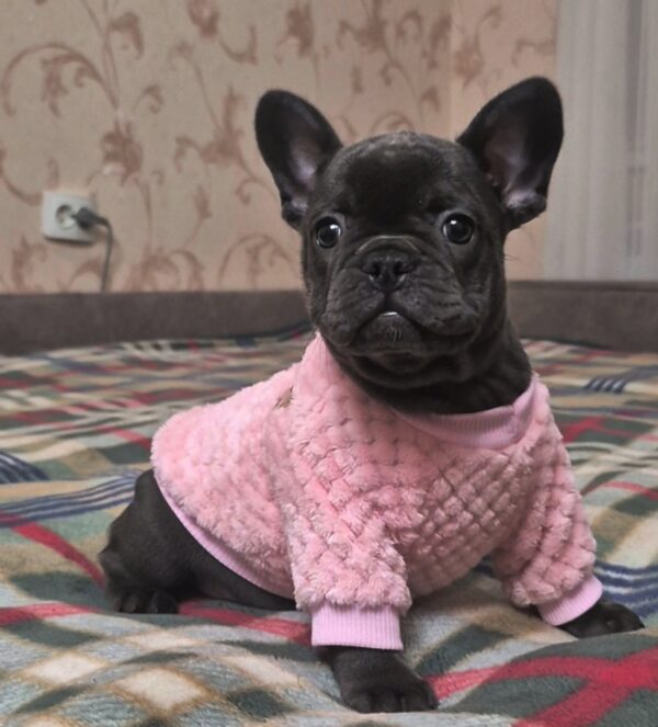 Felicita French Bulldog Felicita French Bulldog