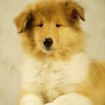 Fiera-female-Rough-Collie-puppy-for-sale-1