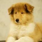 Flesh Rough Collie