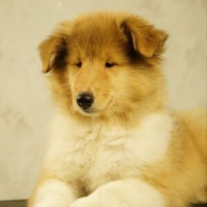 Fiera Rough Collie Fiera Rough Collie