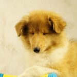 Fiera-female-Rough-Collie-puppy-for-sale-3