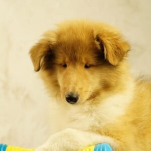Fiera Rough Collie Fiera Rough Collie