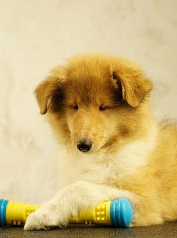 Fiera Rough Collie