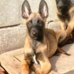 Fighter-male-Malinois-puppy-for-sale-1