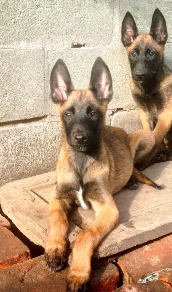 Fighter Malinois Fighter Malinois