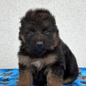 Fill German Shepherd