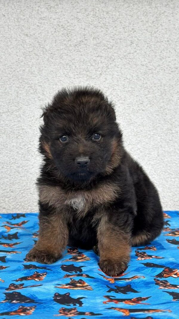 Fill German Shepherd Fill German Shepherd