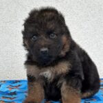 Fill-male-German-Shephard-puppy-for-sale-2