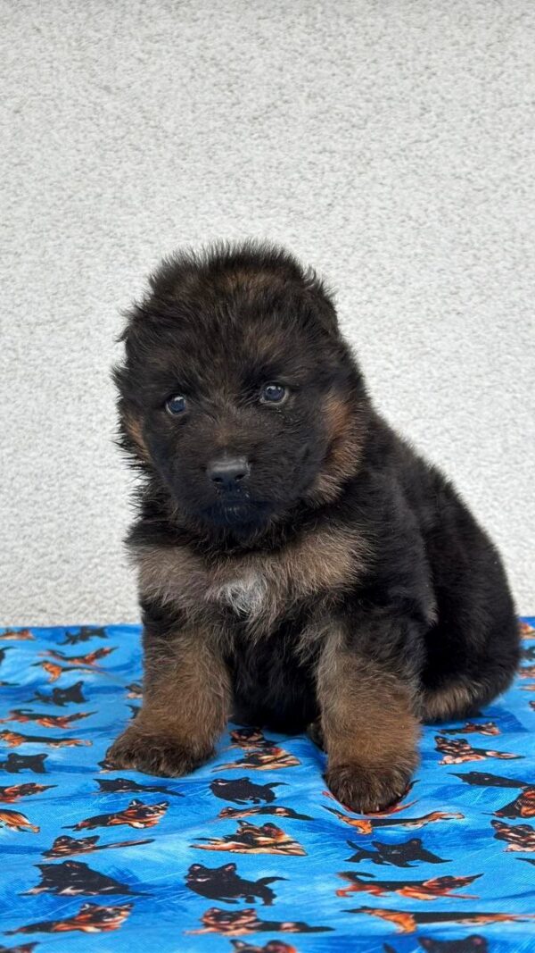 Fill German Shepherd Fill German Shepherd