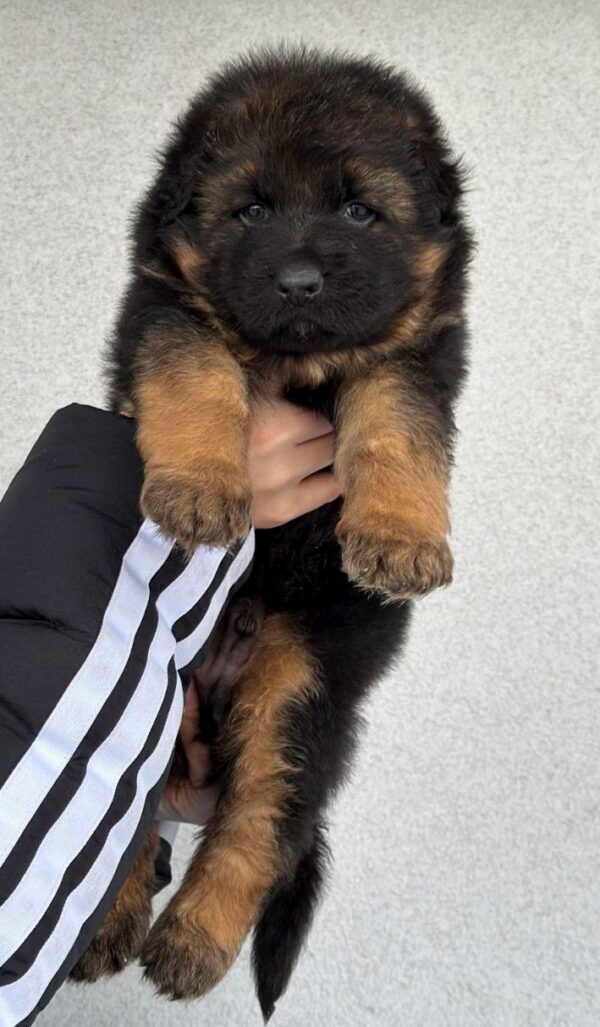 Firz German Shepherd Firz German Shepherd