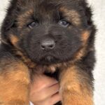 Fill German Shepherd