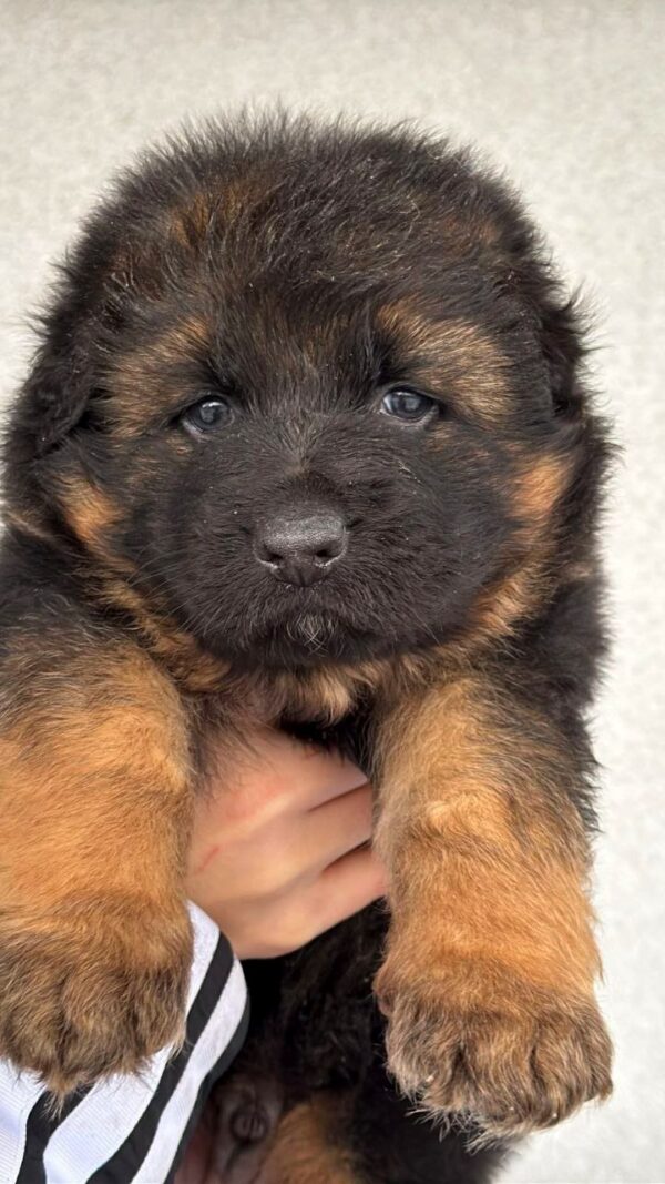 Firz German Shepherd Firz German Shepherd