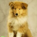 Flesh-male-Rough-Collie-puppy-for-sale-1