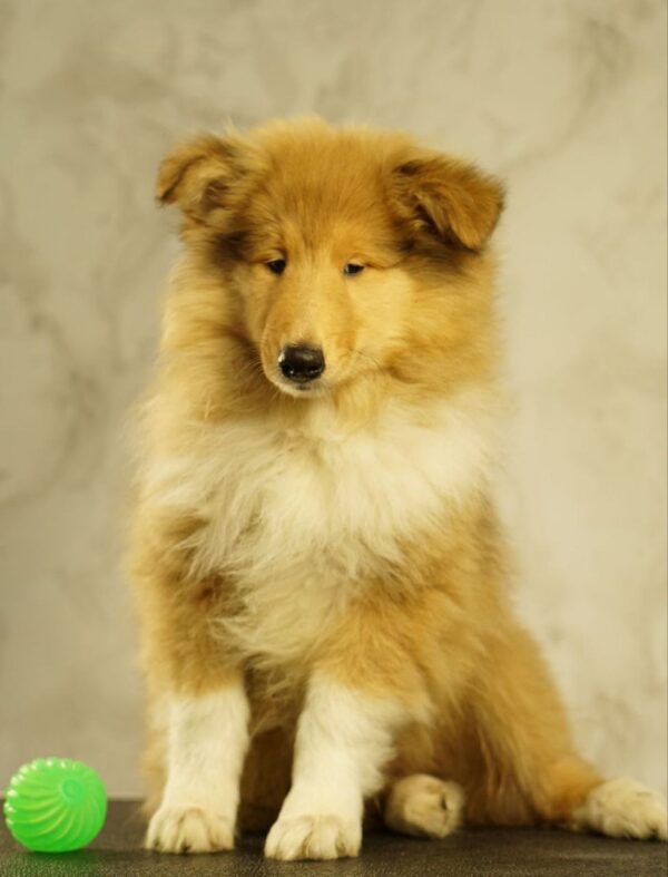 Flesh Rough Collie