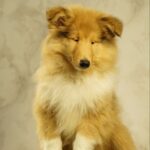 Flesh-male-Rough-Collie-puppy-for-sale-2
