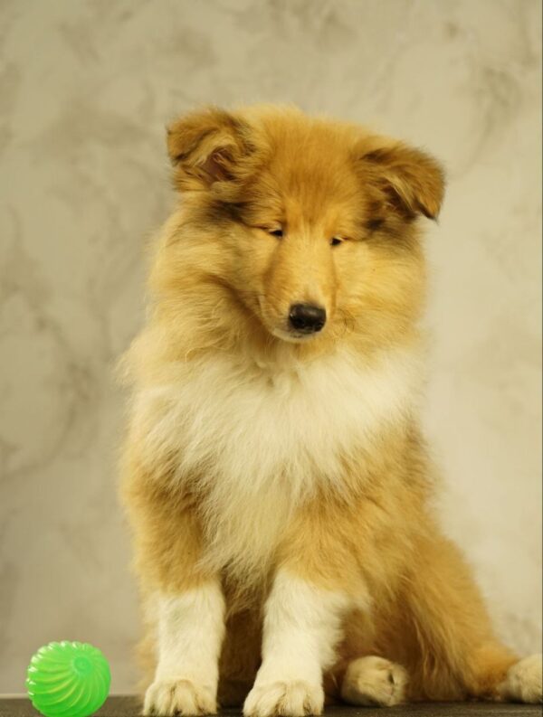Flesh Rough Collie