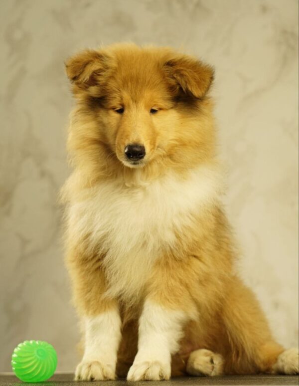 Flesh Rough Collie