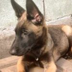 Flint-male-Malinois-puppy-for-sale-1