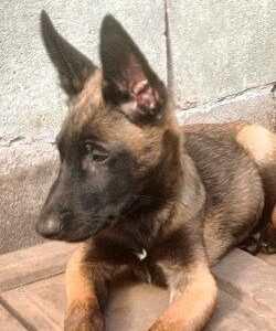 Flint Malinois Flint Malinois