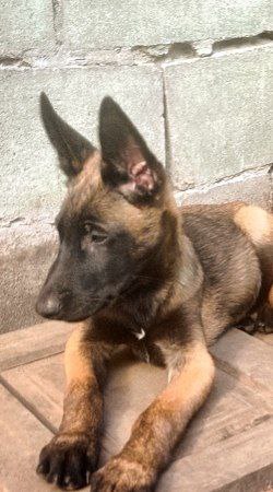 Flint Malinois Flint Malinois