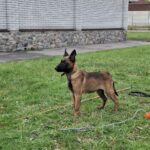 Foxy-female-Malinois-puppy-for-sale-1