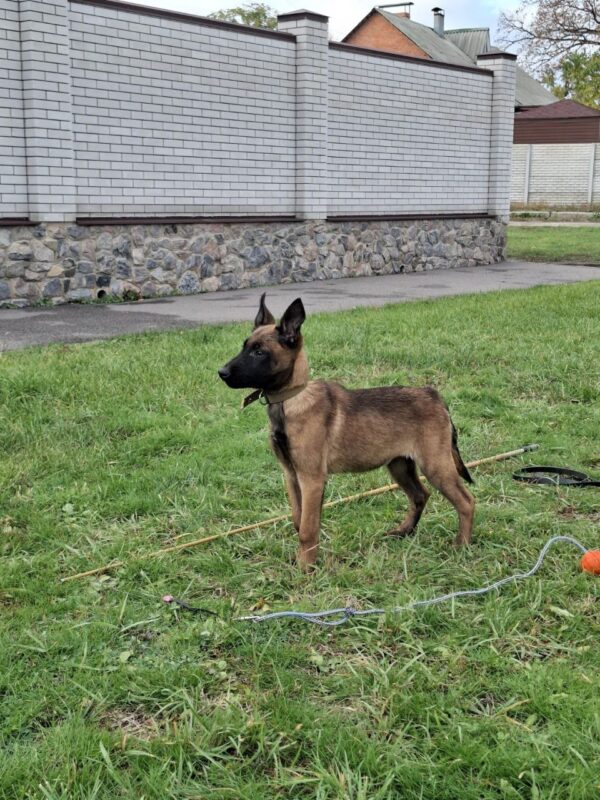 Foxy Malinois Foxy Malinois