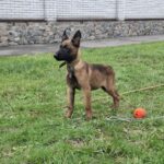 Foxy-female-Malinois-puppy-for-sale-2