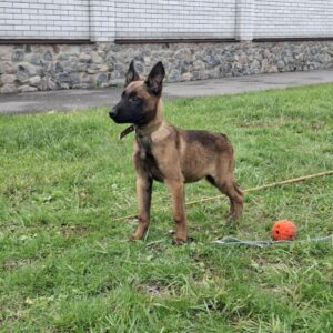 Foxy Malinois Foxy Malinois