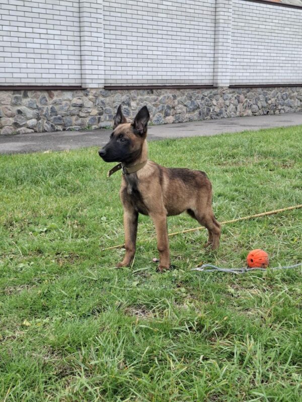 Foxy Malinois Foxy Malinois