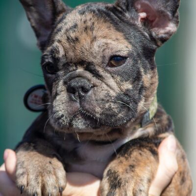 Frenchie_blog Frenchie_blog