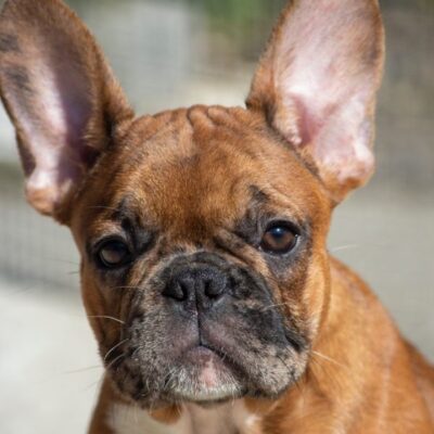 Frenchie_blog_3 Frenchie_blog_3