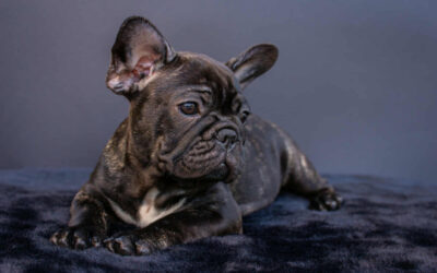 Frenchie_blog_4 Frenchie_blog_4