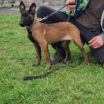 Fuji-female-Malinois-puppy-for-sale-1