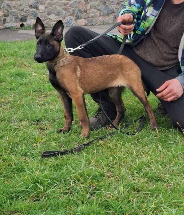 Fuji Malinois Fuji Malinois