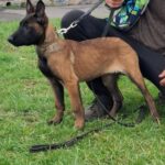 Fuji-female-Malinois-puppy-for-sale-2