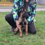 Fuji-female-Malinois-puppy-for-sale-3