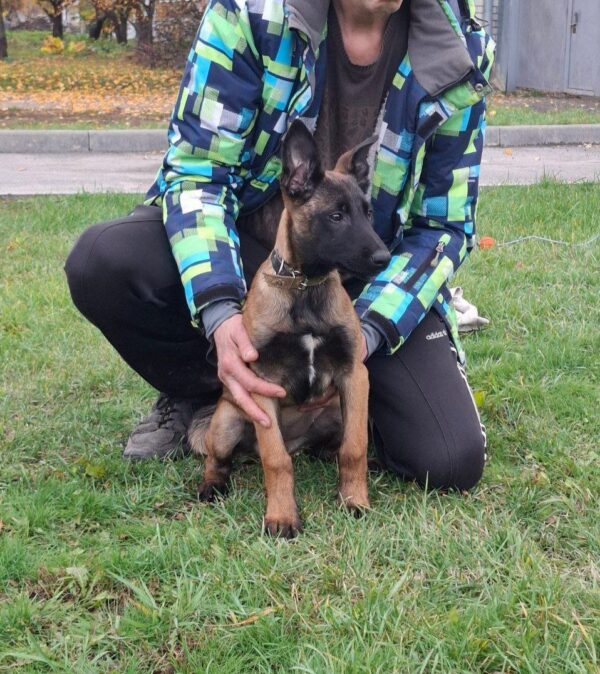 Fuji Malinois Fuji Malinois