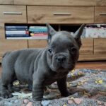 Gabon-male-french-bulldog-puppy-for-sale-1 (1)