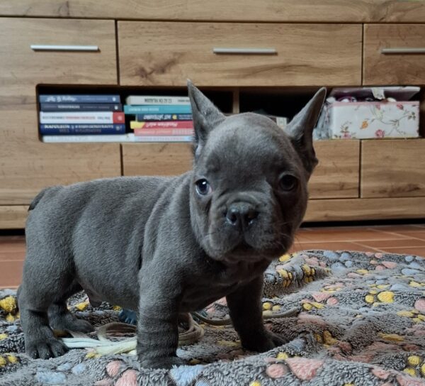 Gabon French Bulldog Gabon French Bulldog