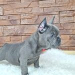 Gabon-male-french-bulldog-puppy-for-sale- (1)