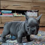 Gabon-male-french-bulldog-puppy-for-sale-1 (2)