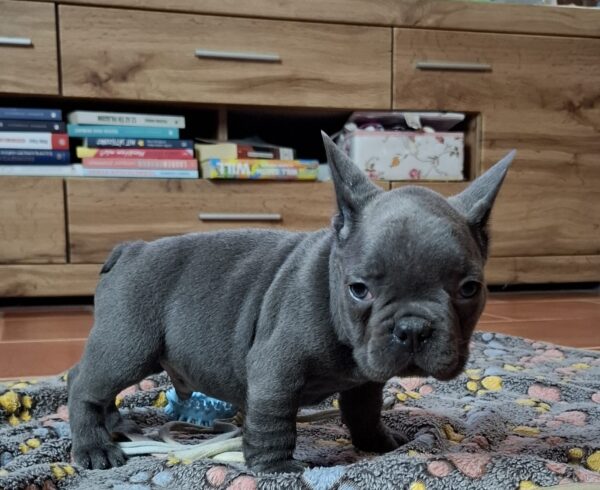 Gabon French Bulldog Gabon French Bulldog