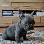 Gabon-male-french-bulldog-puppy-for-sale-1 (3)
