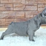 Gabon-male-french-bulldog-puppy-for-sale- (2)